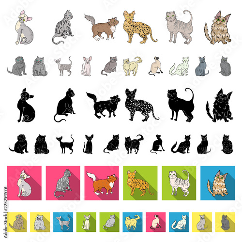 Breeds of cats cartoon icons in set collection for design. Pet cat vector symbol stock web illustration.