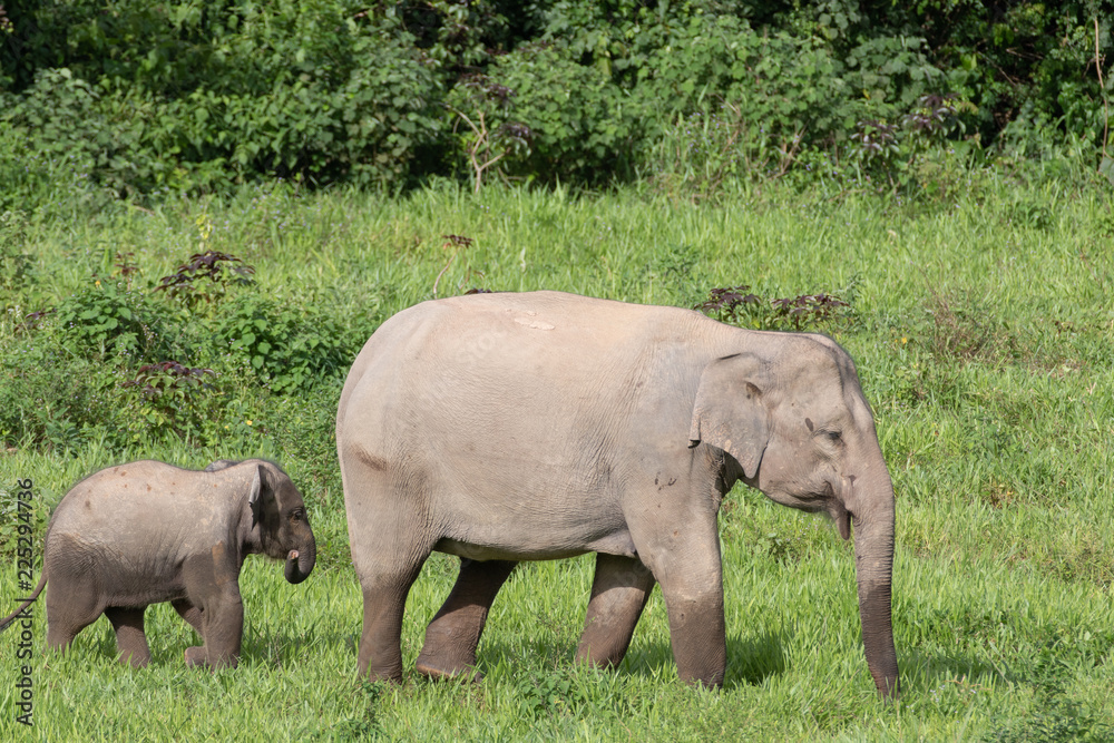 Asiatic Elephant is big five animal in asia Asiatic Elephant is big five animal in asia
