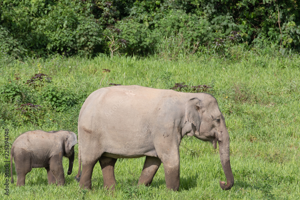 Fototapeta premium Asiatic Elephant is big five animal in asia
