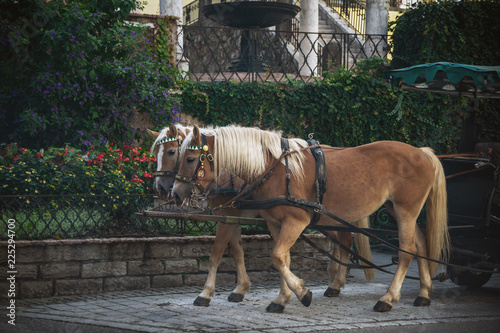 Fototapeta Naklejka Na Ścianę i Meble -  Kutschpferde am Kutschenstand in St. Wolfgang am Wolfgangsee, Österreich