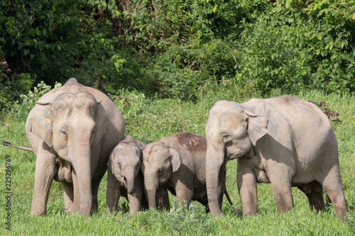 Asiatic Elephant is big five animal in asia