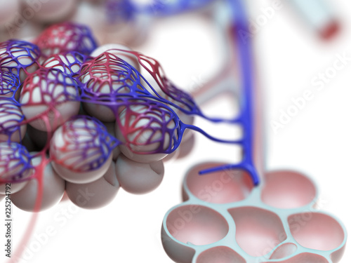 3d rendered illustration of the human alveoli photo