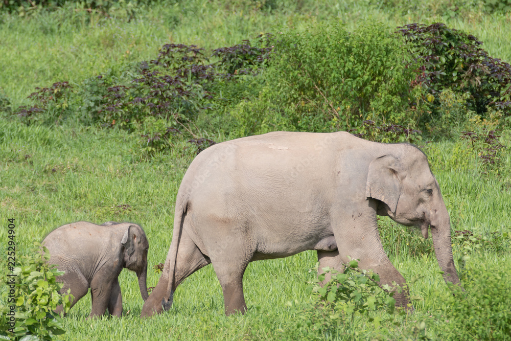 Fototapeta premium Asiatic Elephant is big five animal in asia