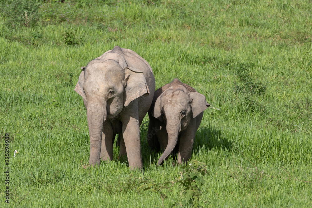 Fototapeta premium Asiatic Elephant is big five animal in asia