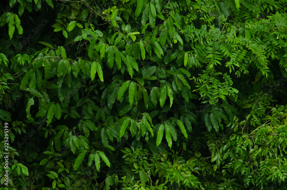Rain forest is important in Thailand . It is habitat for wildlife Rain forest is important in Thailand . It is habitat for wildlife