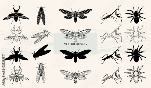 Vector illustration. Various style of one object. Insects, beetles and spiders. photo