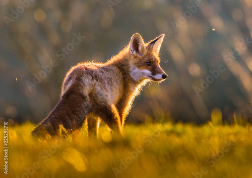 Cute Red Fox, Vulpes vulpes in fall forest. Beautiful animal in the nature habitat. Wildlife scene from the wild nature. Red fox running in orange autumn leaves photo