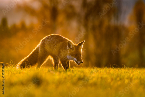 Cute Red Fox  Vulpes vulpes in fall forest. Beautiful animal in the nature habitat. Wildlife scene from the wild nature. Red fox running in orange autumn leaves