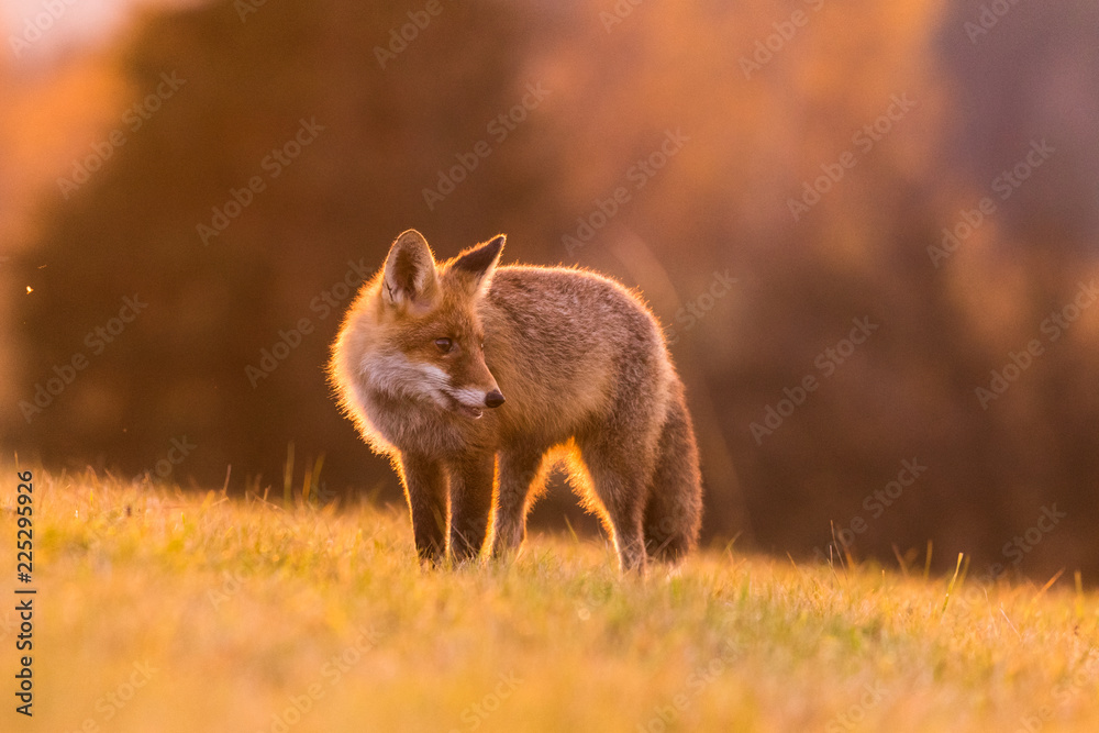 Cute Red Fox, Vulpes vulpes in fall forest. Beautiful animal in the nature habitat. Wildlife scene from the wild nature. Red fox running in orange autumn leaves Cute Red Fox, Vulpes vulpes in fall forest. Beautiful animal in the nature habitat. Wildlife scene from the wild nature. Red fox running in orange autumn leaves