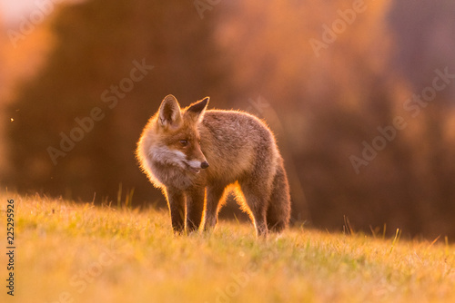 Cute Red Fox  Vulpes vulpes in fall forest. Beautiful animal in the nature habitat. Wildlife scene from the wild nature. Red fox running in orange autumn leaves