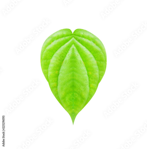 Piper betle green leaf plant in heart shape patterns isolated on white background