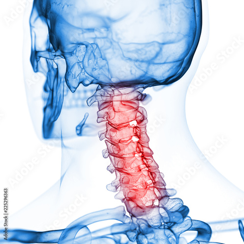 3d rendered medically accurate illustration of the cervical spine photo