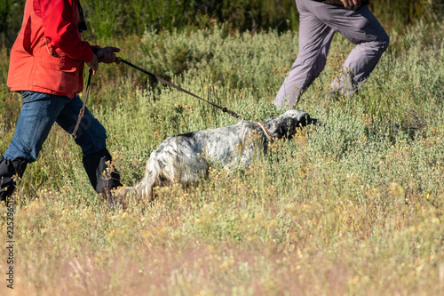Side view of Pointer dog hunting with owner