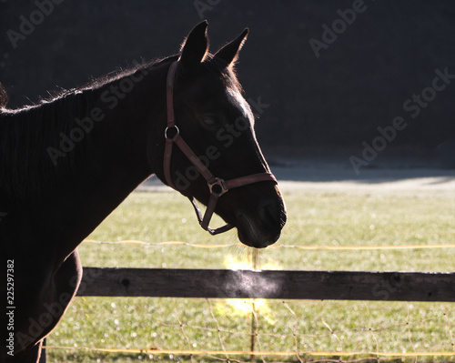 Pferd im Morgenlicht