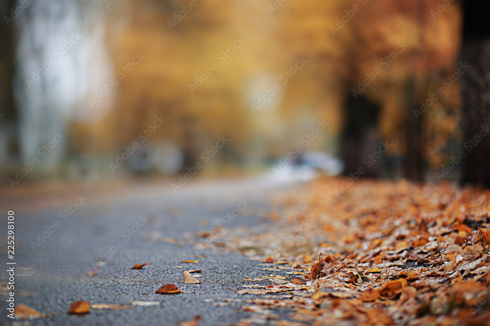 Autumn backgroun rain in the park Autumn backgroun rain in the park