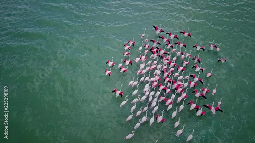 Aerial view of flamingos in West Coast National park, Cape Town, South Africa.