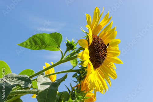 Fototapeta Naklejka Na Ścianę i Meble -  Flower of sunflower against of other flowers and sky