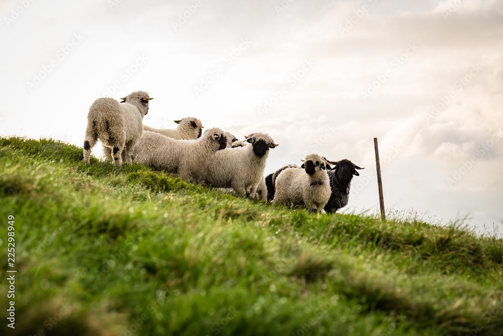 Obraz premium Stado owiec na łące na górze
