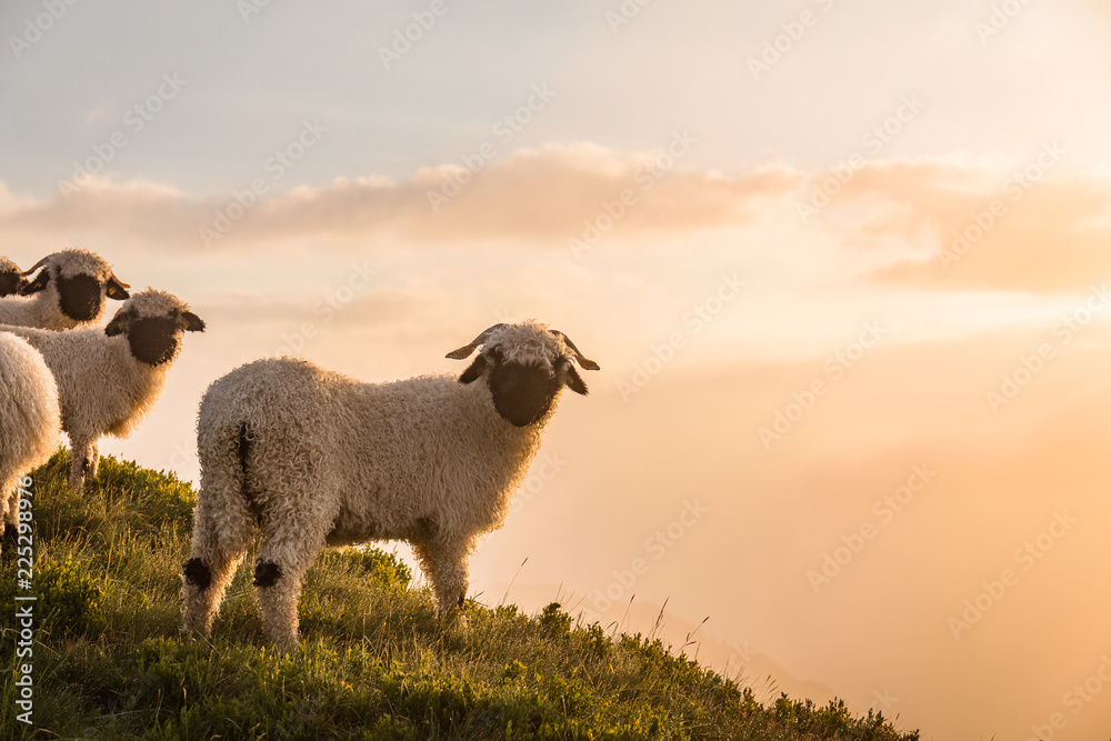 Naklejka premium Czarnonosa owca w słońcu na górze