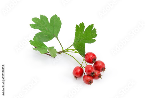 Fruits of the hawthorn on branch on a white background photo