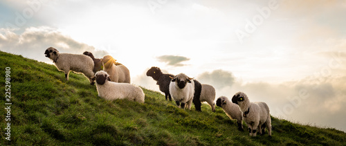 Eine Herde Schafe am Berg