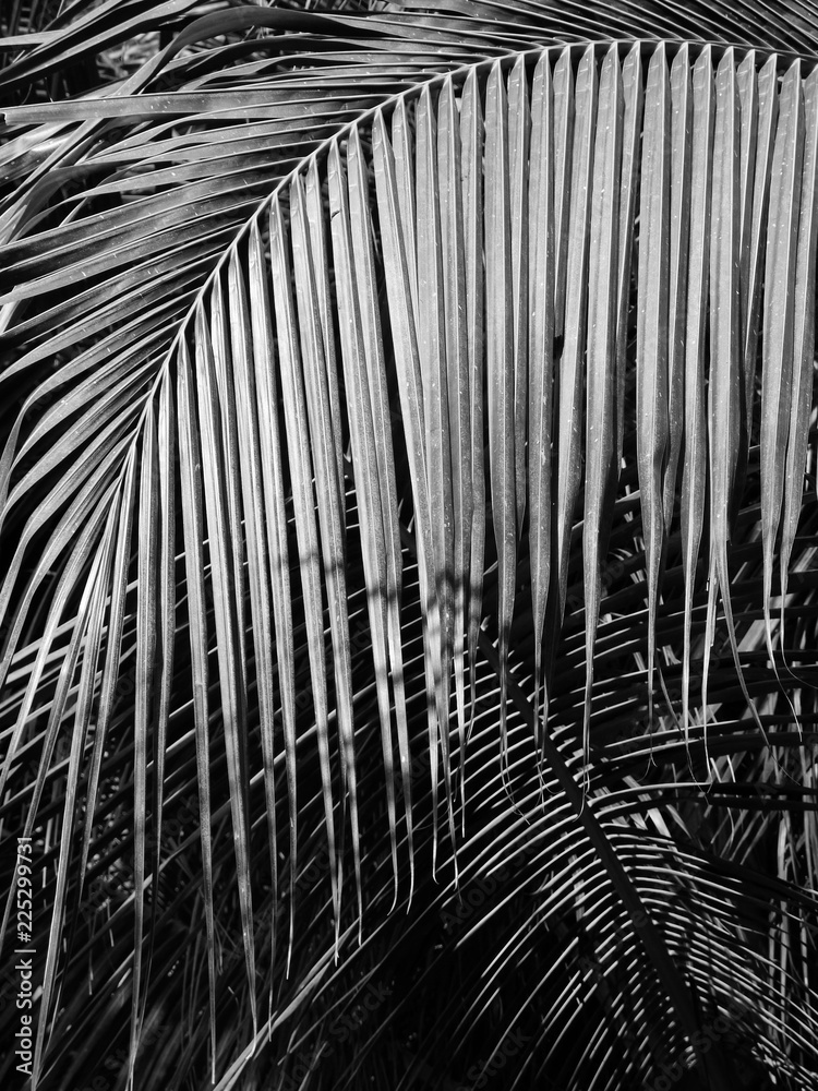 Obraz premium beautiful palms leaf