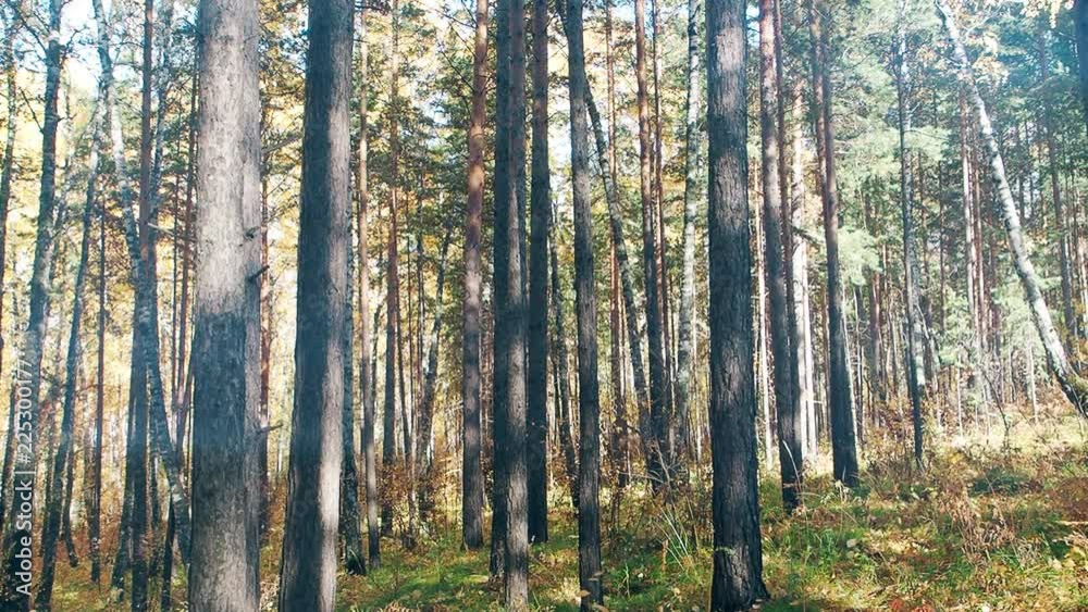 autumn forest landscape with falling leaves autumn forest landscape with falling leaves