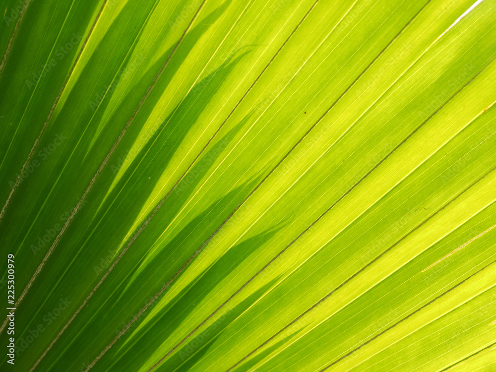 beautiful palm leaves of tree in sunlight beautiful palm leaves of tree in sunlight