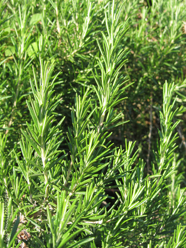Rosemary plant herb garden as background