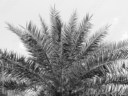 Fototapeta Naklejka Na Ścianę i Meble -  beautiful palms leaf on white background