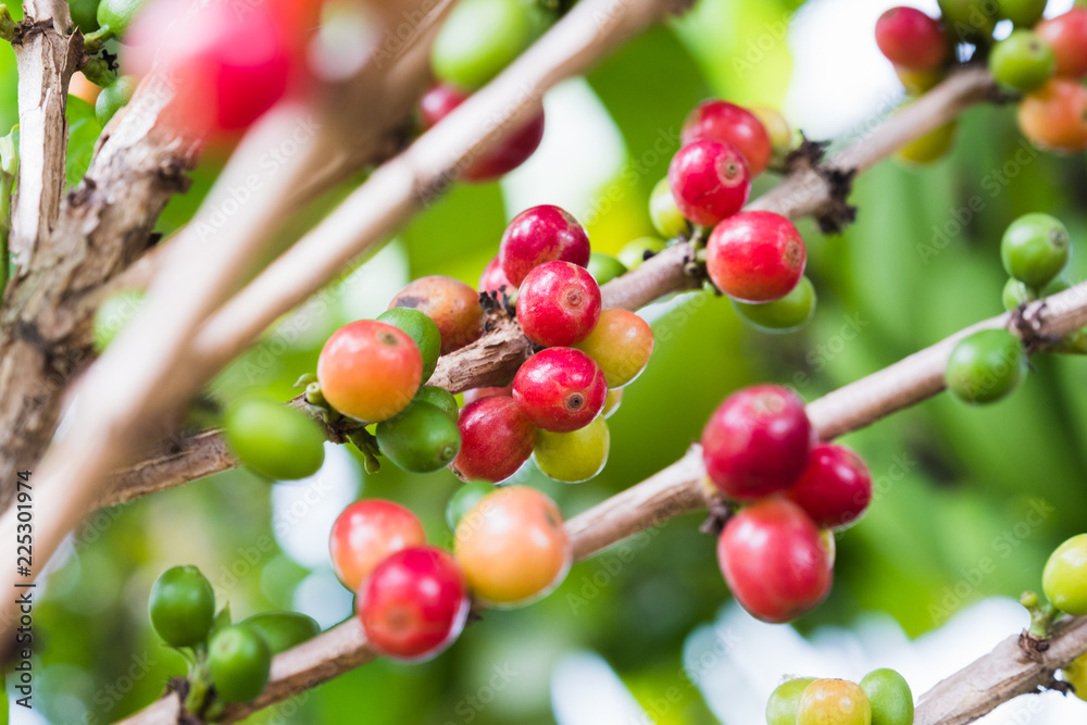 Arabica Coffee Tree.red ripe berries. Arabica Coffee Tree.red ripe berries.