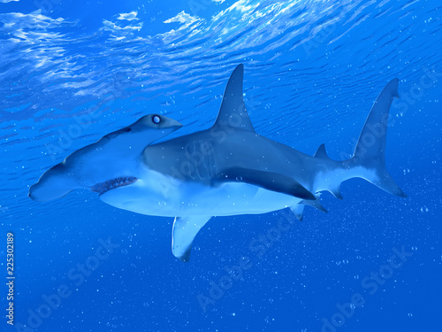 3d rendered illustration of a hammerhead shark