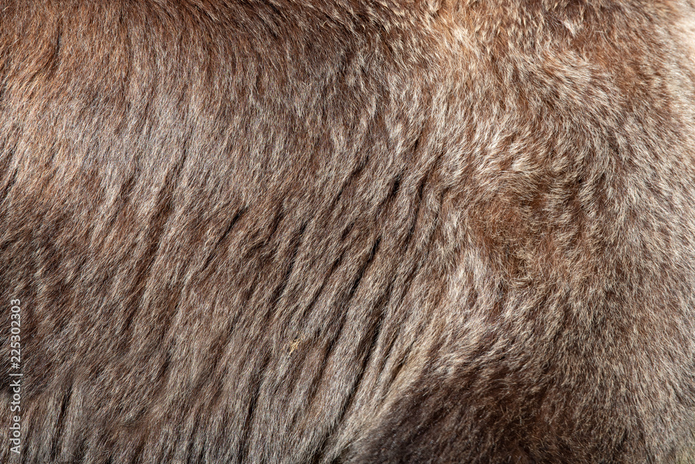 Real brown bear fur texture