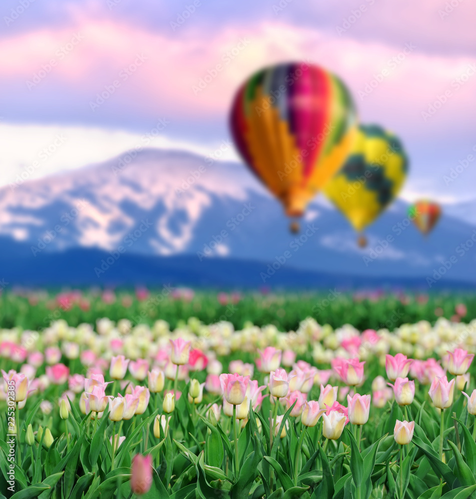 Naklejka premium Tulips in spring field with air balloon