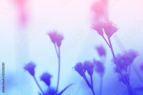 Colorful flowers grass made with gradient for background,Abstract,texture,Soft and Blurred style.postcard. © Chunnapa
