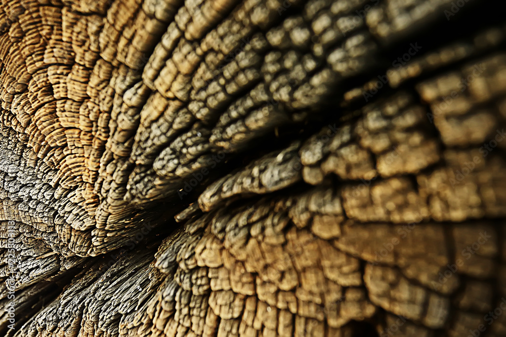 texture background tree cut annual rings texture background tree cut annual rings