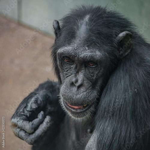 Portrait of funny Chimpanzee with a smugly smile © neurobite