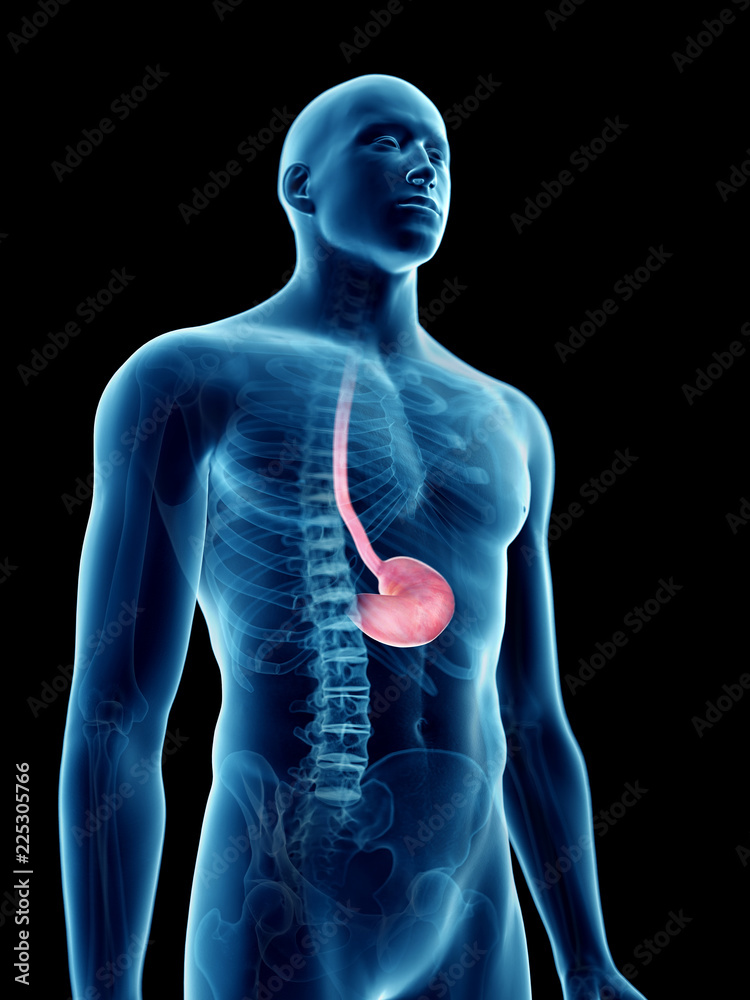3d rendered medically accurate illustration of a mans stomach