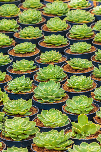 Growth of echeveria cacti in a greenhouse