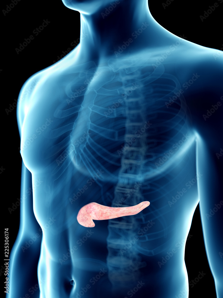 3d rendered medically accurate illustration of a mans pancreas 3d rendered medically accurate illustration of a mans pancreas