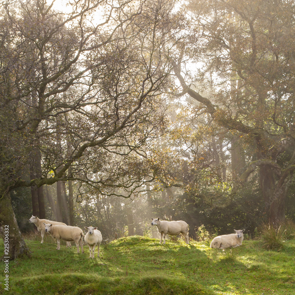 Sheep in sunlight Sheep in sunlight