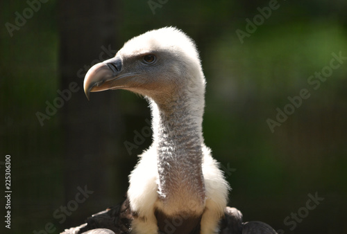 Ruppell s Vulture