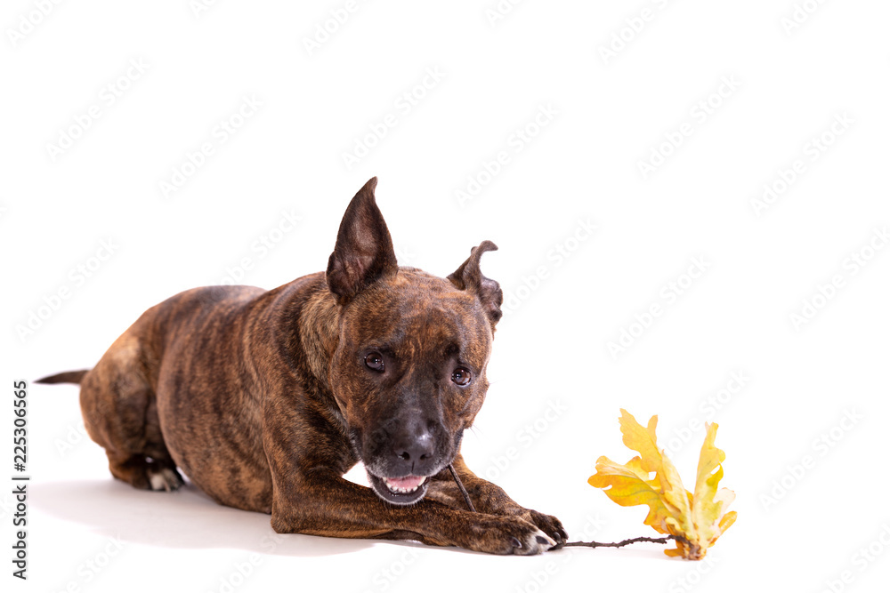 Adorable tiger dog isolated on white background Adorable tiger dog isolated on white background