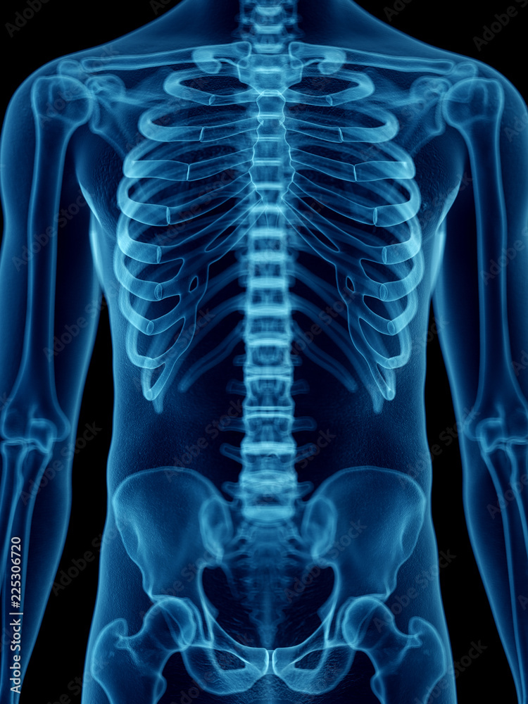 3d rendered medically accurate illustration of a mans upper body skeleton 3d rendered medically accurate illustration of a mans upper body skeleton
