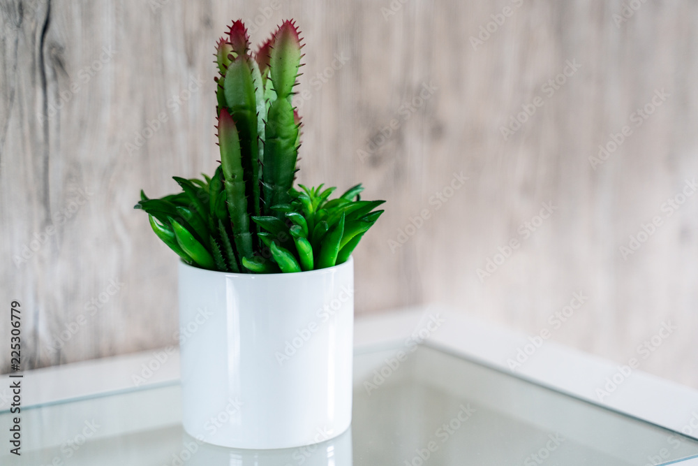 green plant in white pot with wood background green plant in white pot with wood background