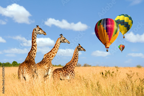 Group giraffe in National park of Kenya with air balloon