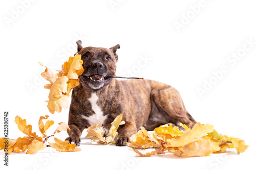 Fototapeta Naklejka Na Ścianę i Meble -  Adorable tiger dog isolated on white background