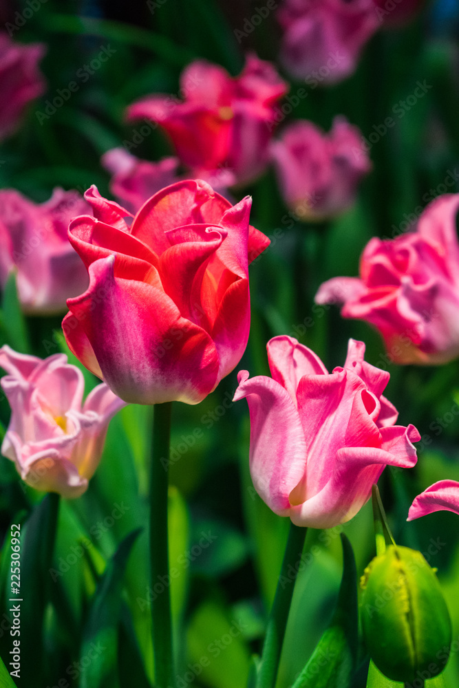 Pink tulip with sunlight and tulip garden background