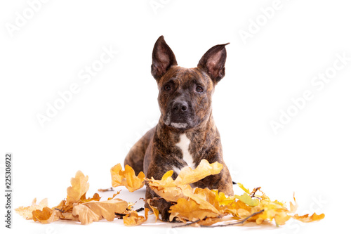 Fototapeta Naklejka Na Ścianę i Meble -  Adorable tiger dog isolated on white background