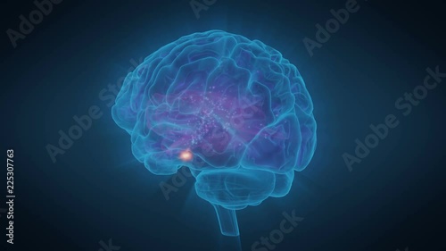 Human Brain Pituitary Gland Generates Endorphins photo